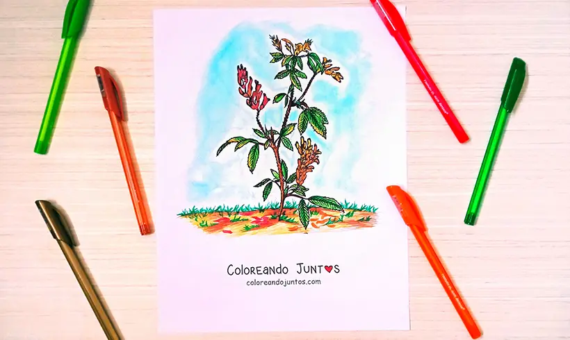 Desenho de arbusto colorido por Colorindo Juntos