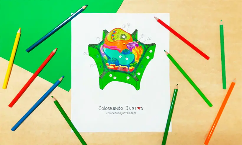 Desenho de célula colorido por Colorindo Juntos