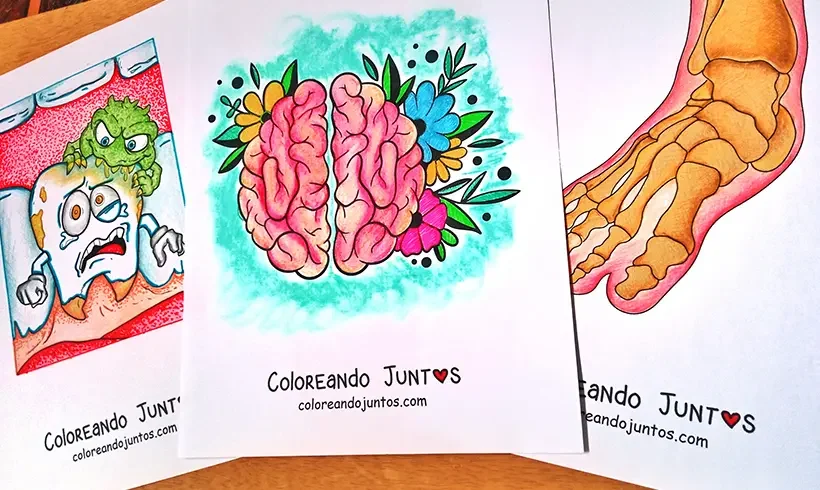 Desenhos do corpo humano coloridos por Colorindo Juntos