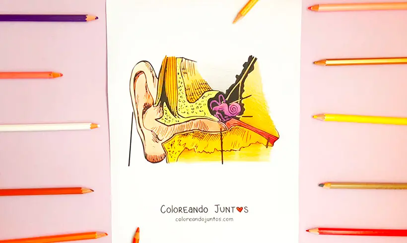 Desenho de ouvido colorido por Colorindo Juntos