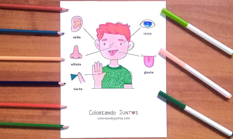 Desenho dos 5 sentidos para crianças colorido por Colorindo Juntos