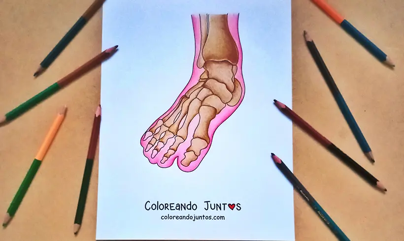 Desenho de pé colorido pela Colorindo Juntos