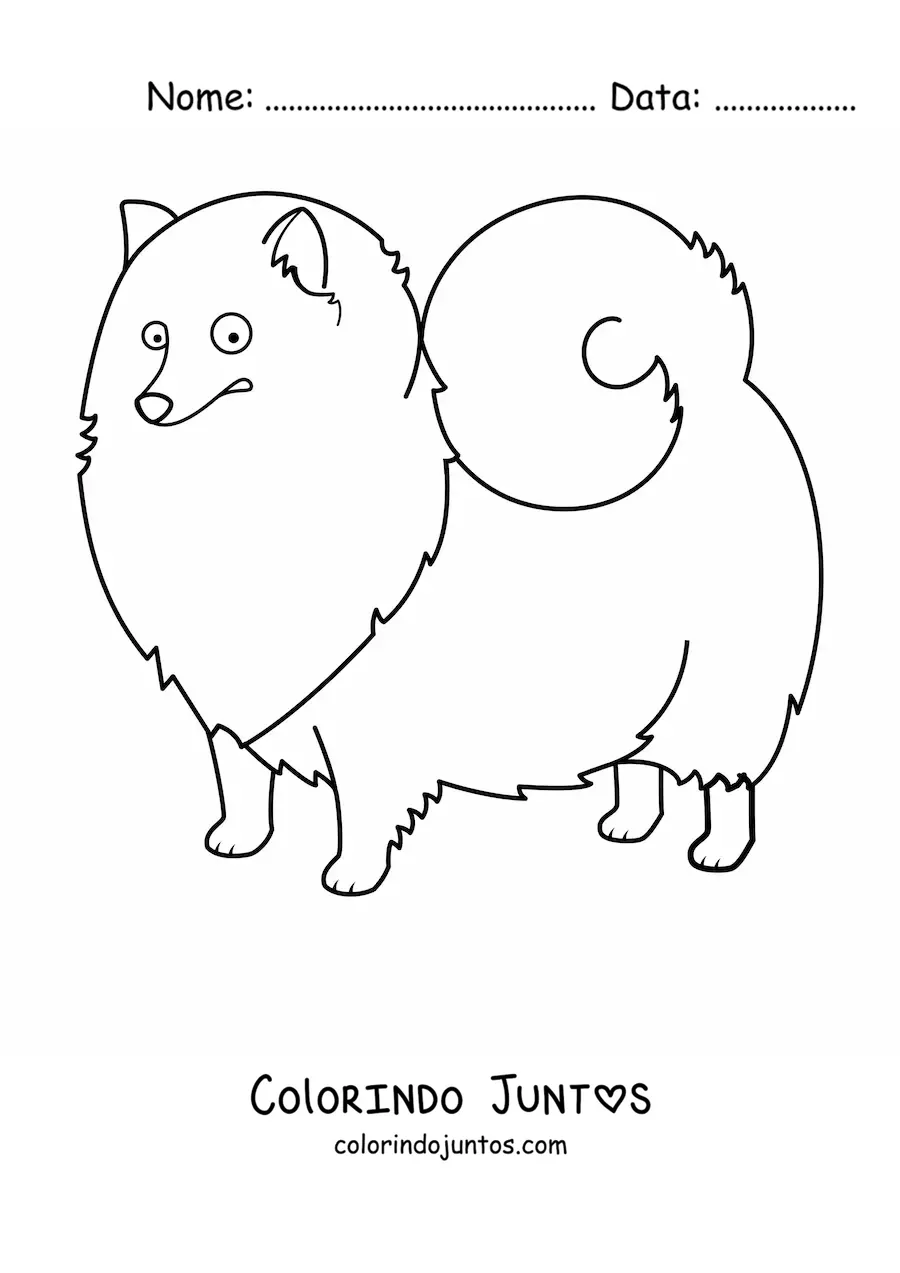 Desenho para colorir de um lulu da pomerânia