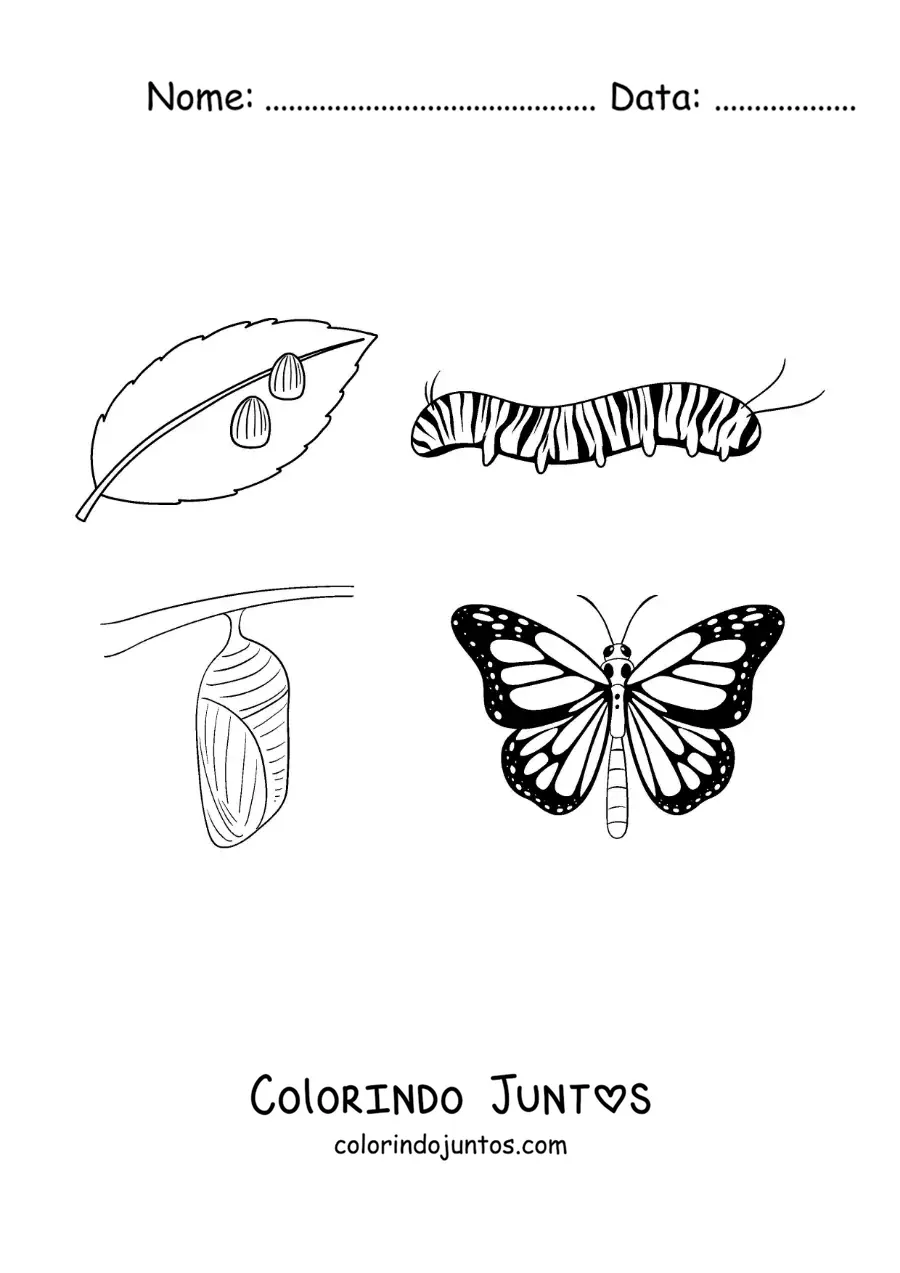 Desenho para colorir do ciclo de vida da borboleta