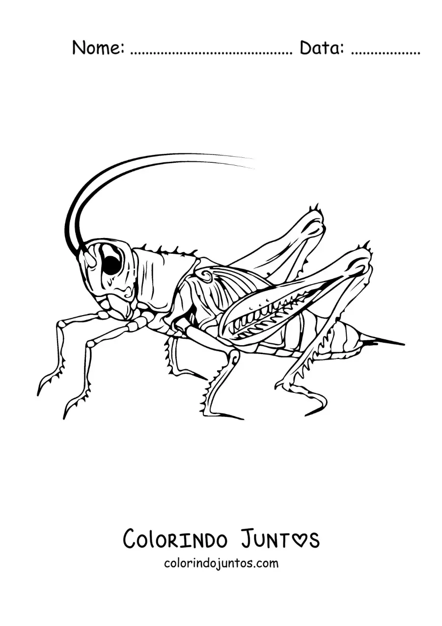 Desenho para colorir de um grilo realista