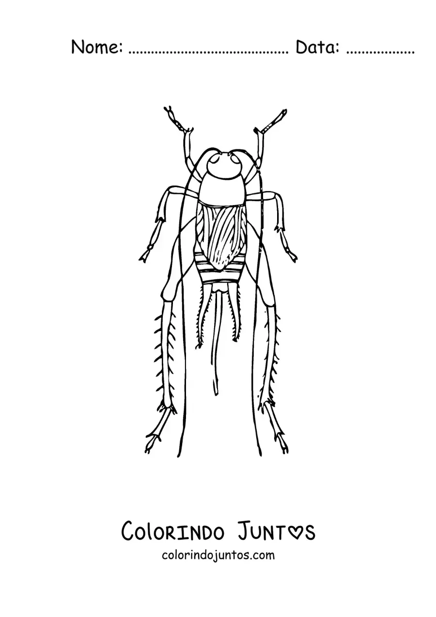 Desenho para colorir de um grilo