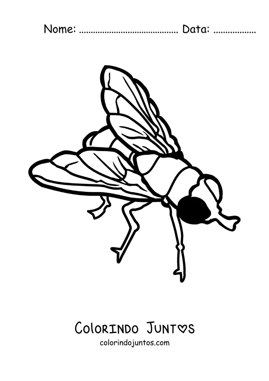 Desenho para colorir de uma mosca grande fácil