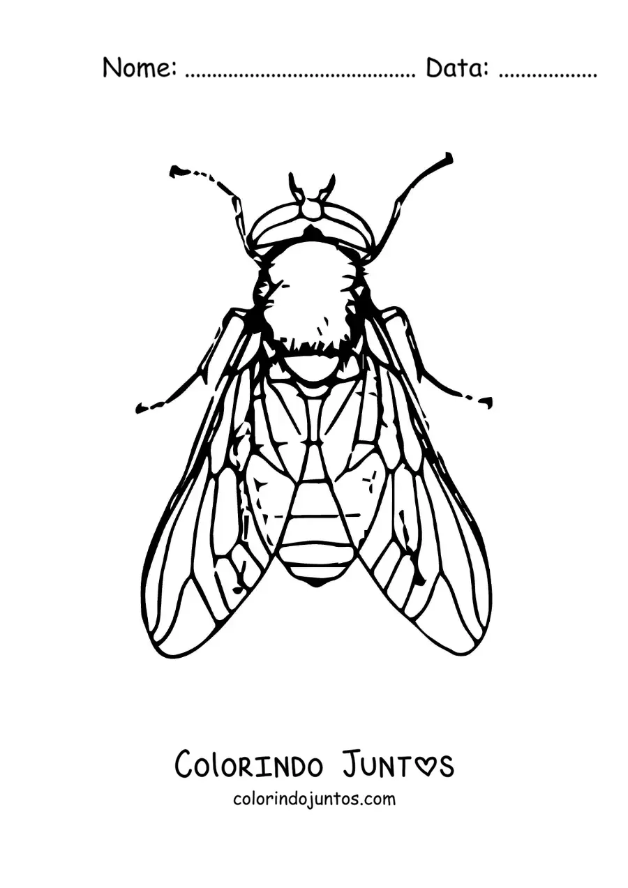 Desenho para colorir de uma mosca doméstica realista grande
