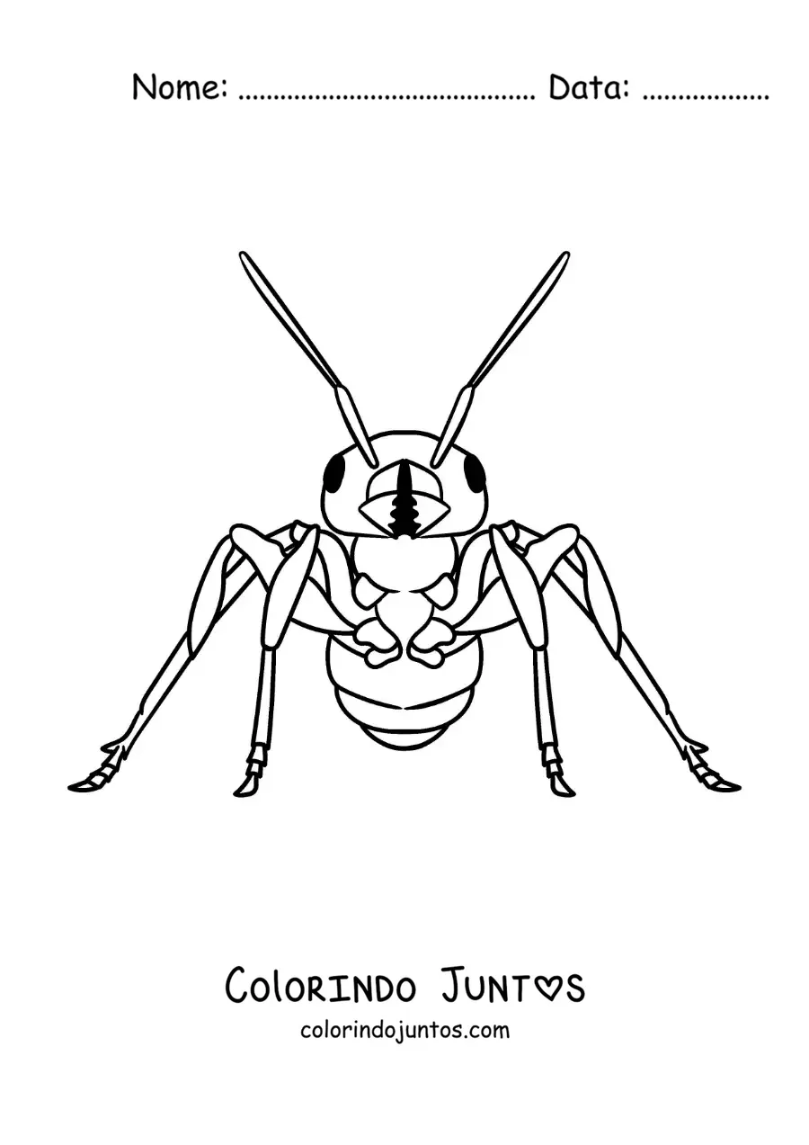 Desenho para colorir de uma formiga realista de frente