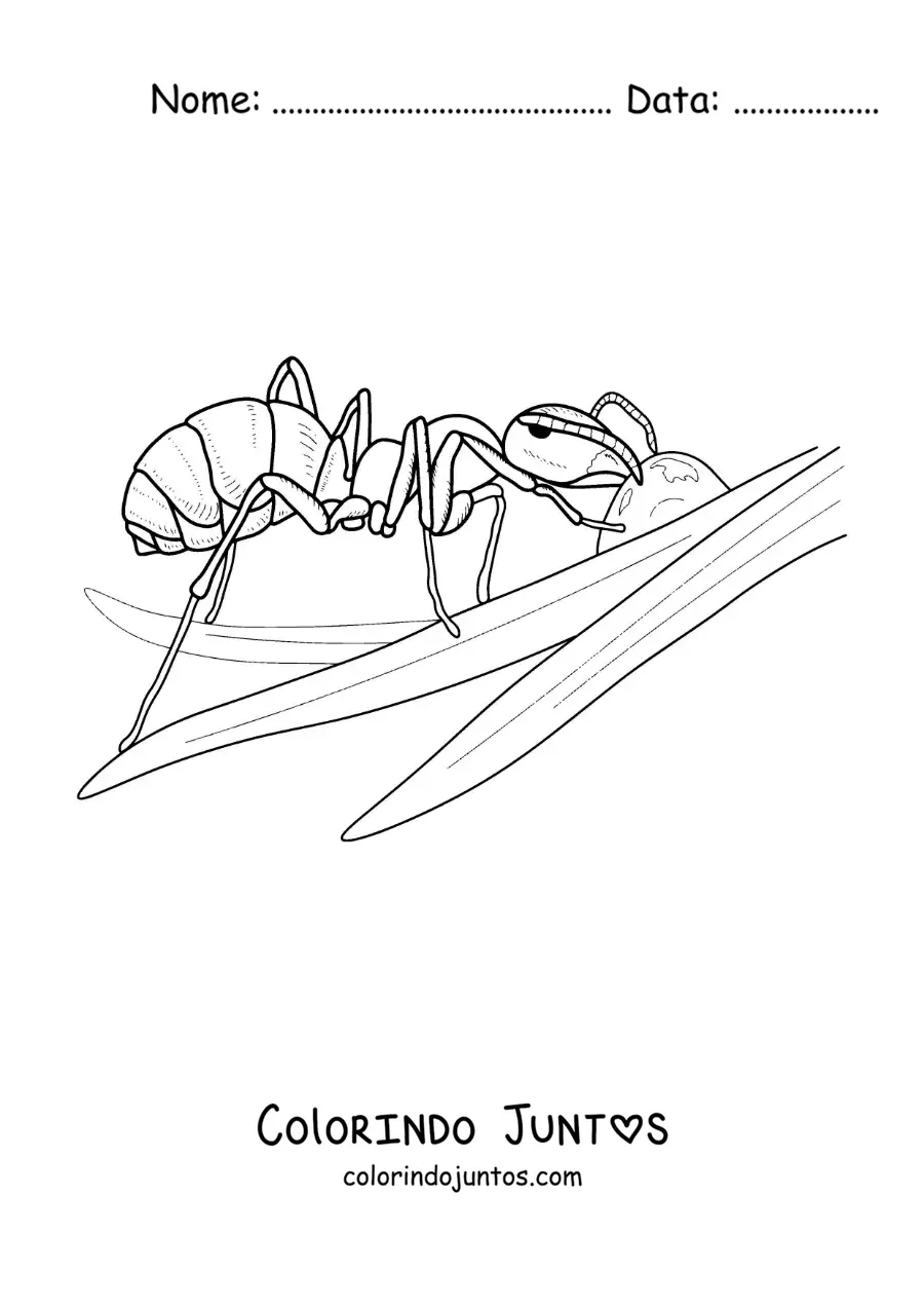 Desenho para colorir de uma formiga trabalhando em uma folha