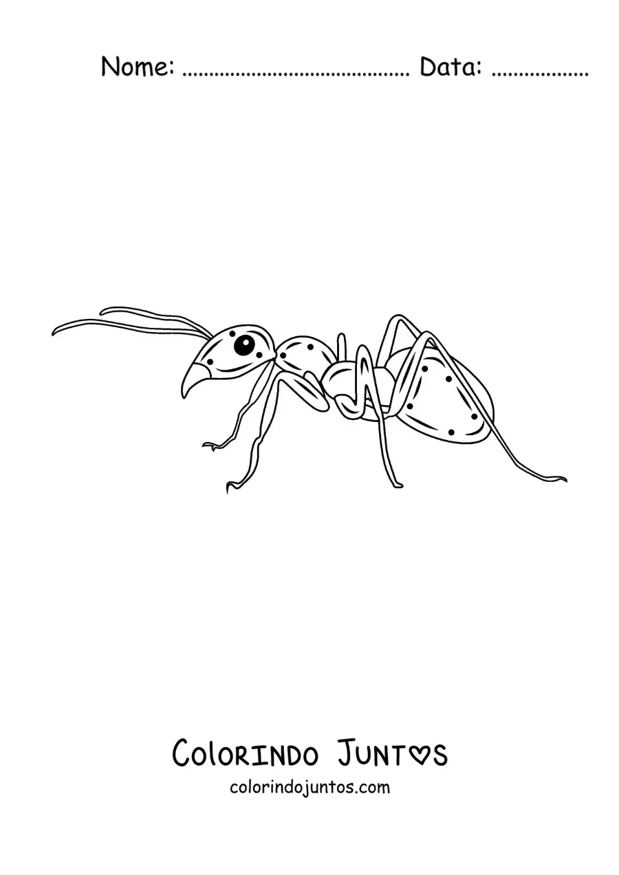 Desenho para colorir de uma formiga realista