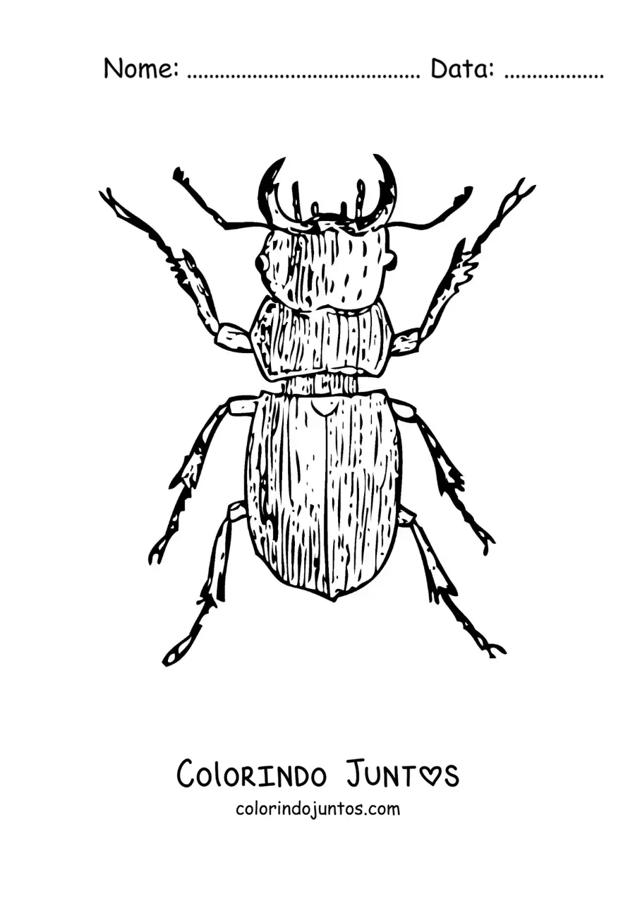 Desenho para colorir de um besouro rola-bosta realista