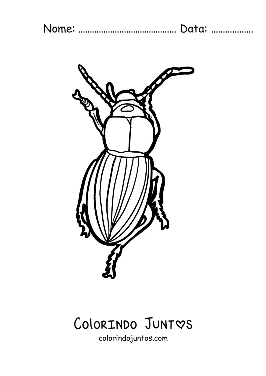 Desenho para colorir de um besouro caminhando