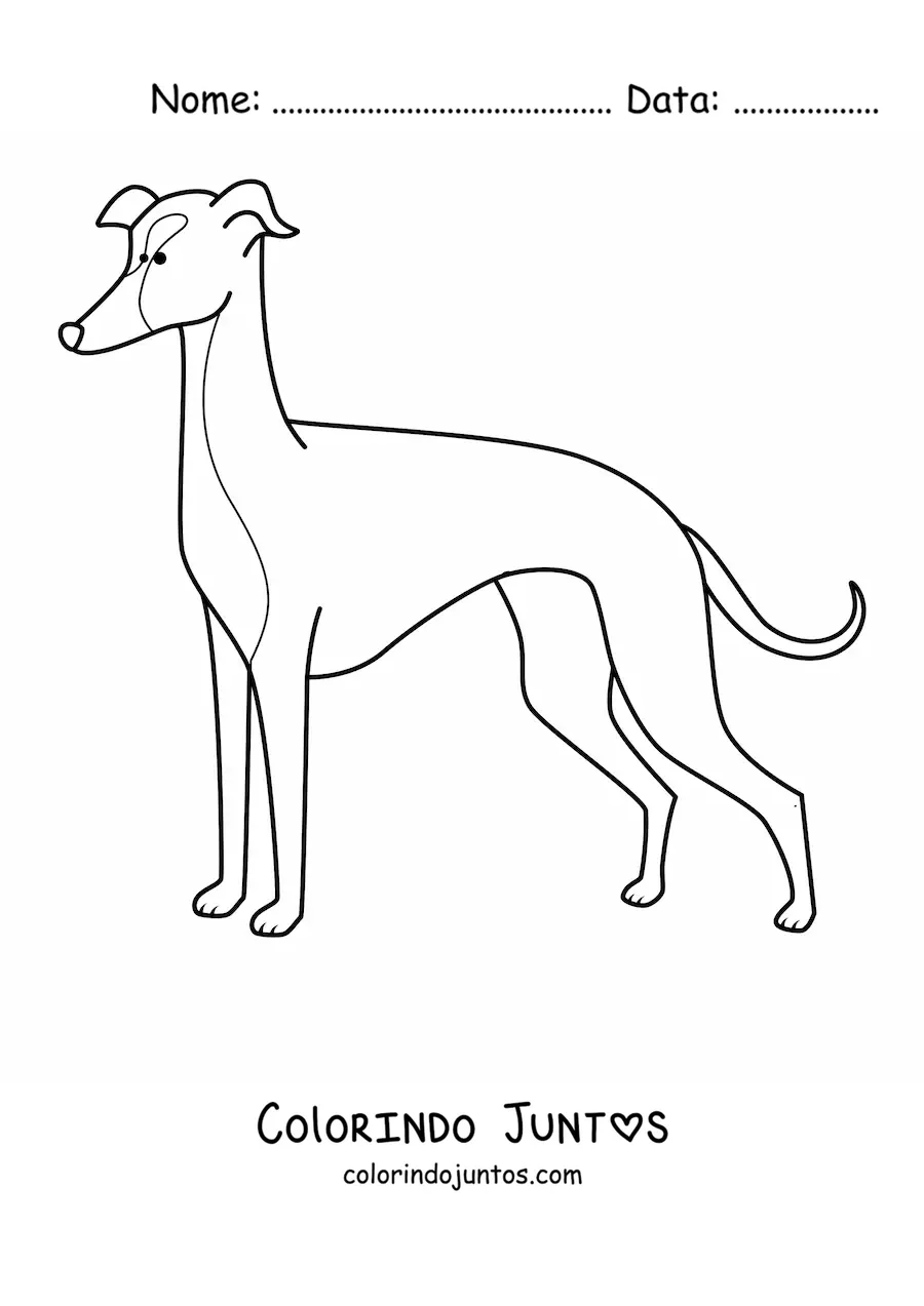 Desenho para colorir de um galgo italiano