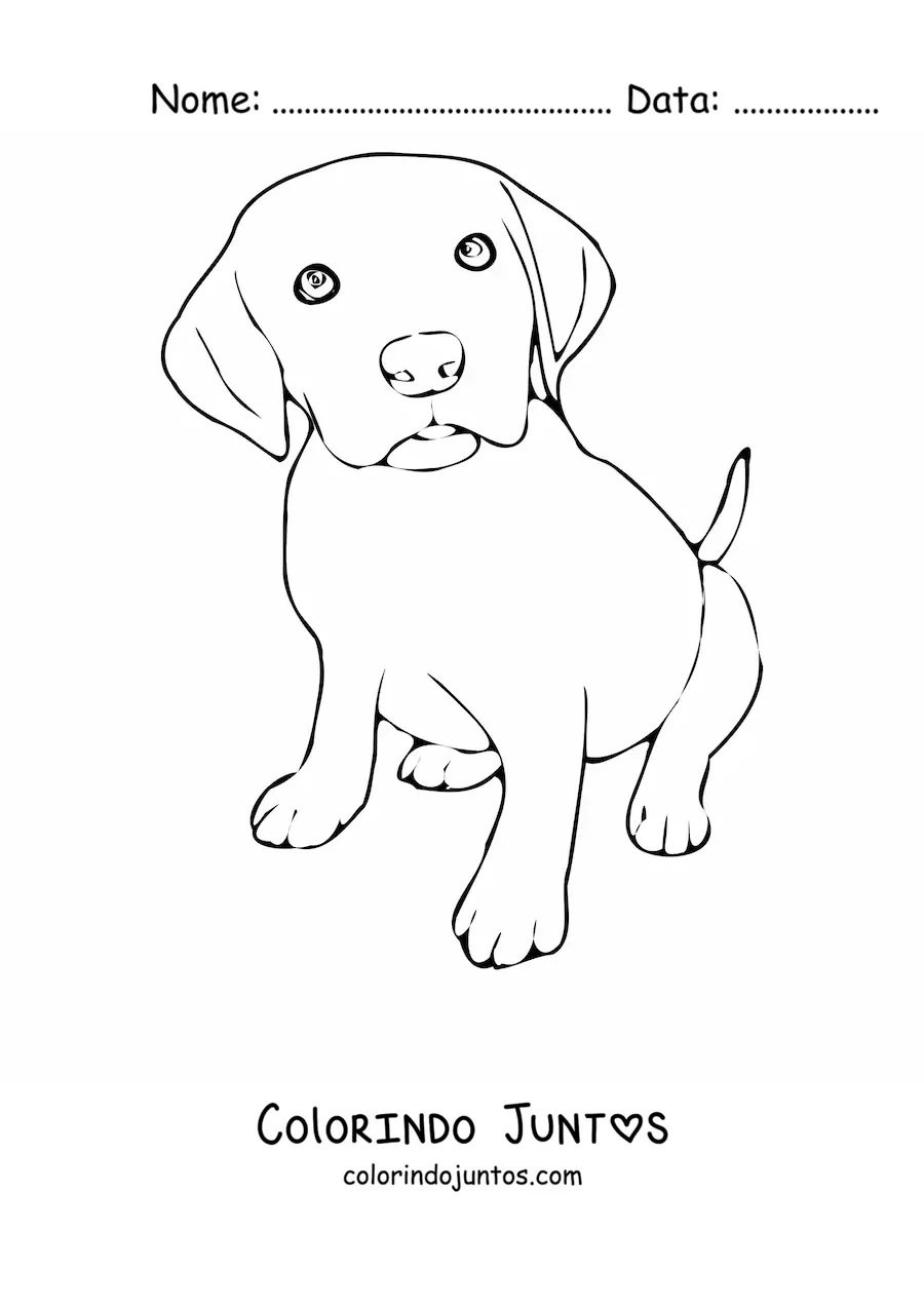 Desenho para colorir de um filhote de labrador