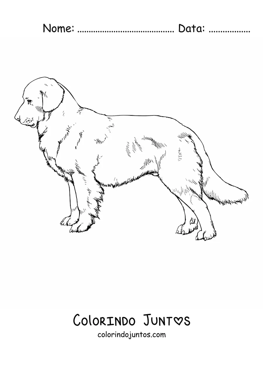 Desenho para colorir de um golden retriever realista