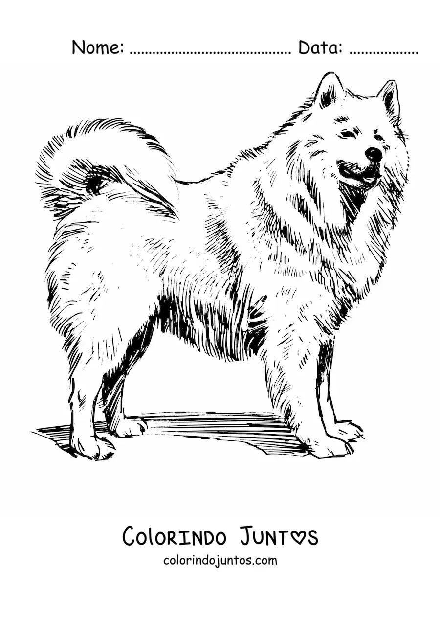 Desenho para colorir de um samoieda realista