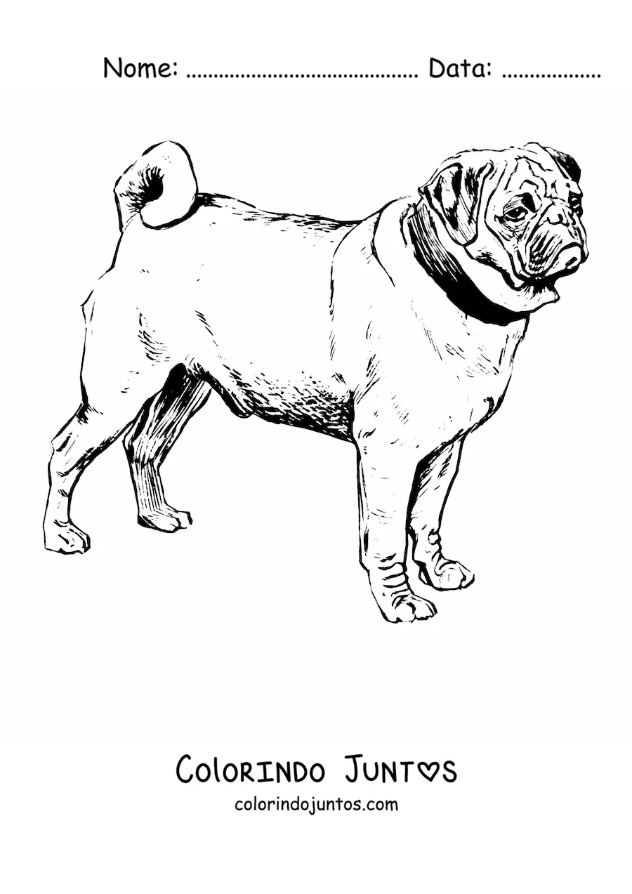 Desenho para colorir de um pug realista