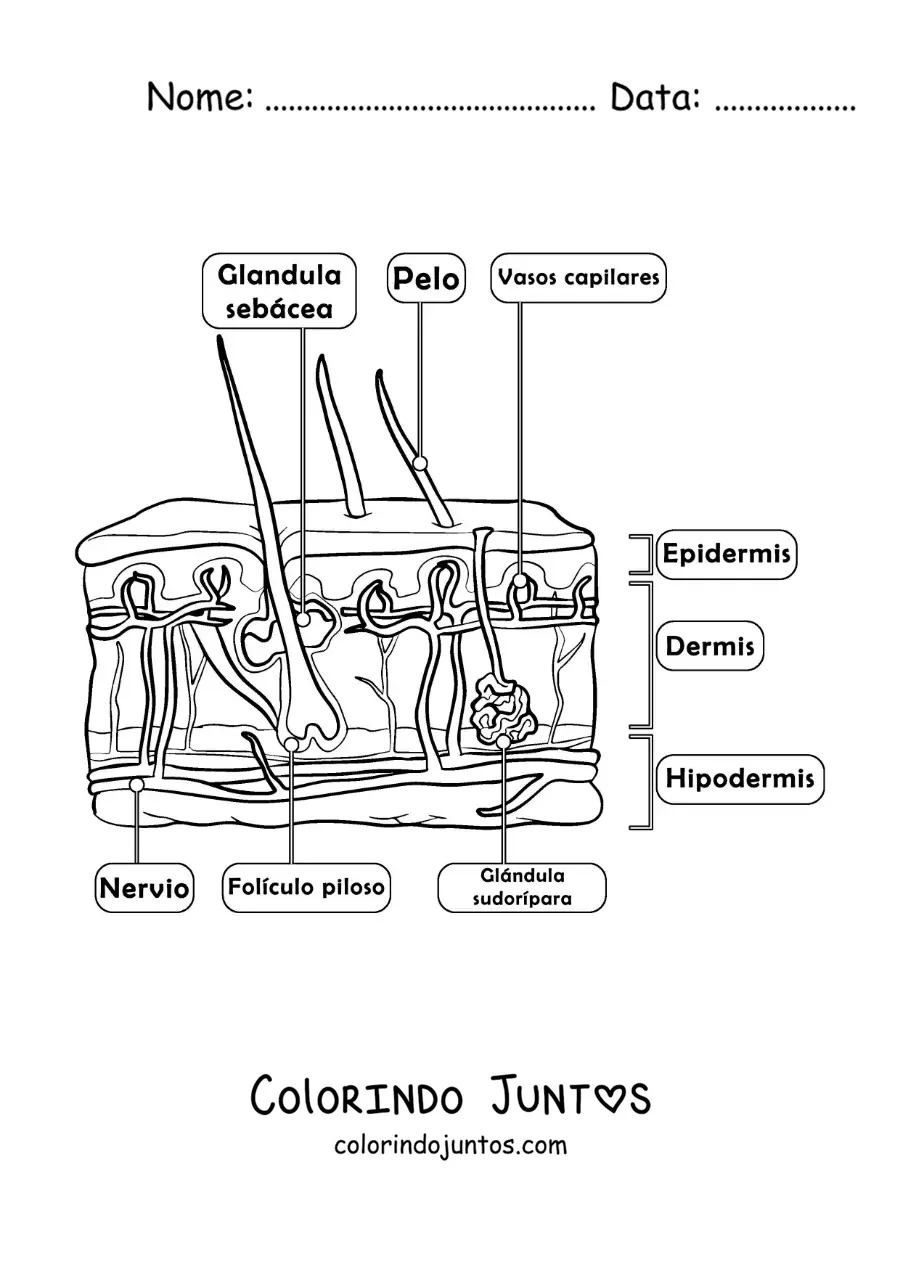 Desenho para colorir de partes da pele como órgão do sentido do tato