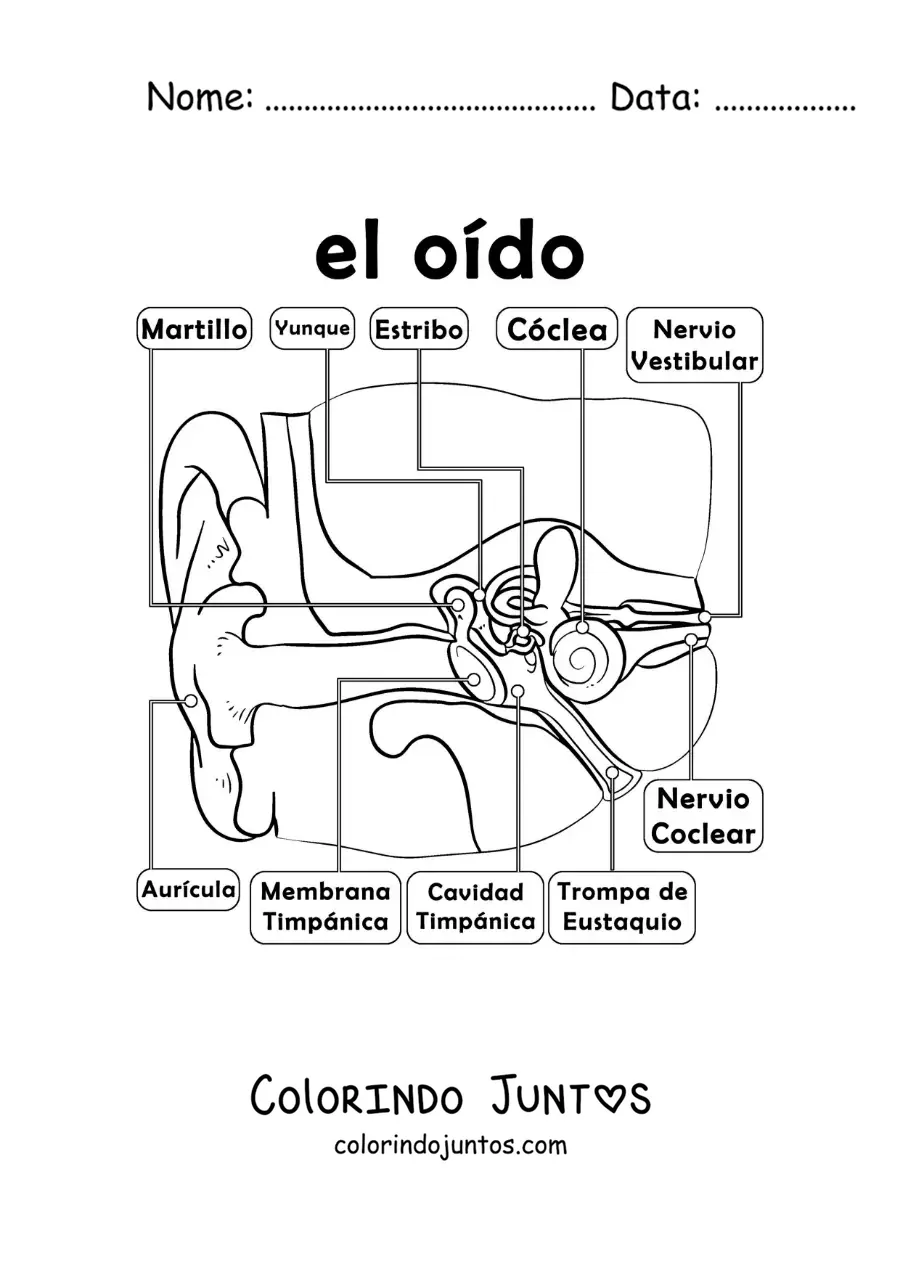 Desenho para colorir das partes do órgão da audição