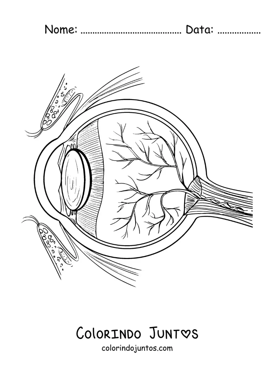 Desenho para colorir das partes do olho humano