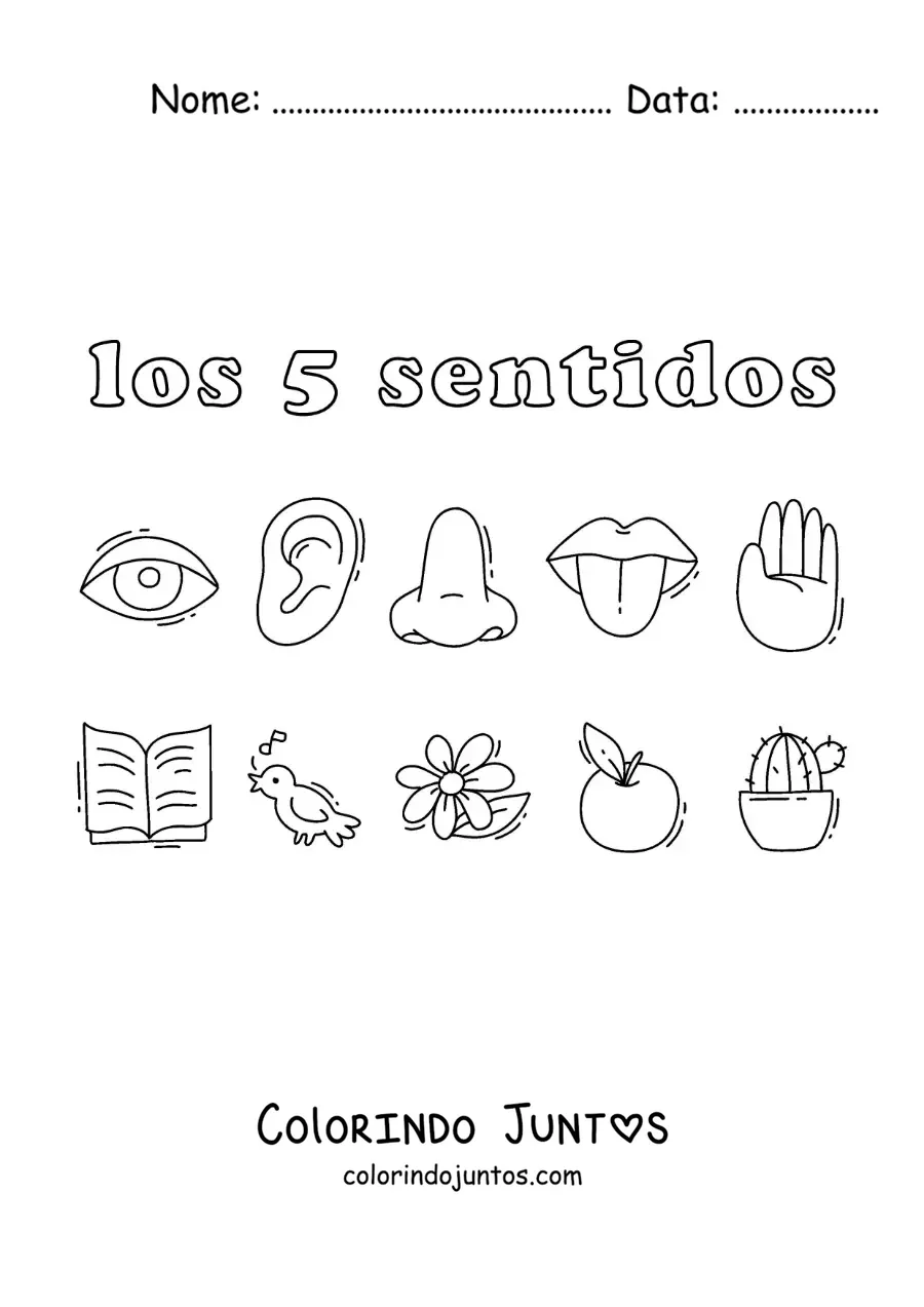 Desenho para colorir dos órgãos dos cinco sentidos humanos e exemplos
