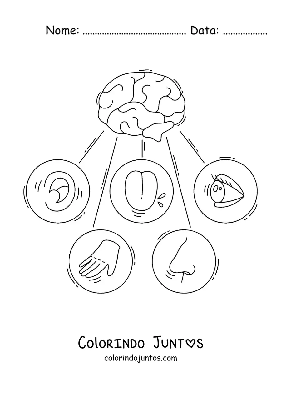 Desenho para colorir dos cinco sentidos e do cérebro humano