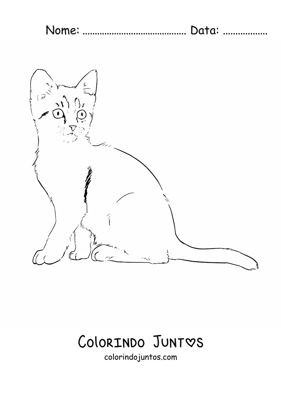 Desenho para colorir de um gato realista sentado