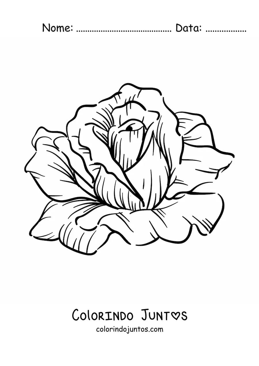 Desenho para colorir de uma rosa grande realista