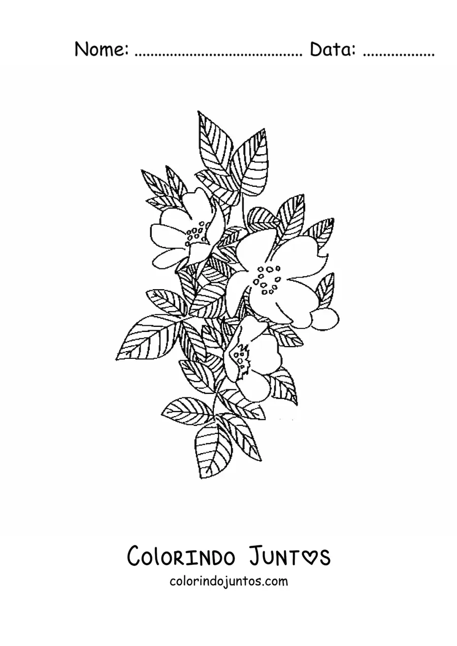 Desenho para colorir de uma rosa silvestre