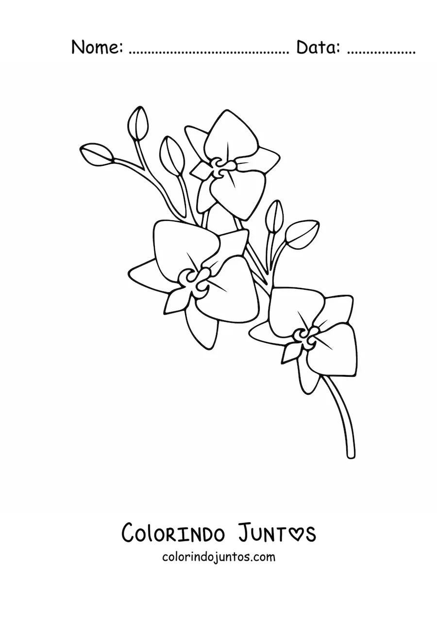 Desenho para colorir de um ramo de orquídeas phalaenopsis