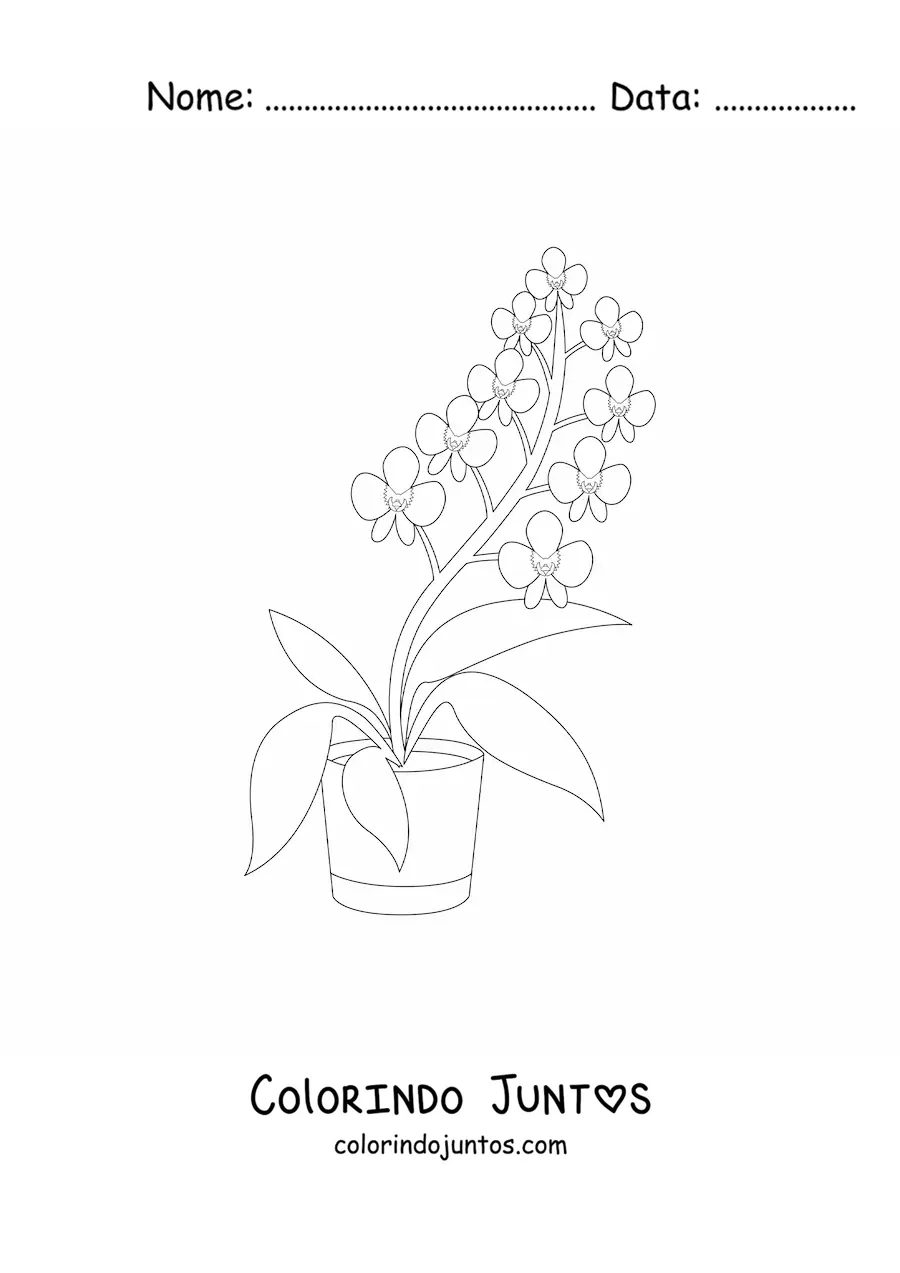 Desenho para colorir de um vaso com orquídeas phalaenopsis