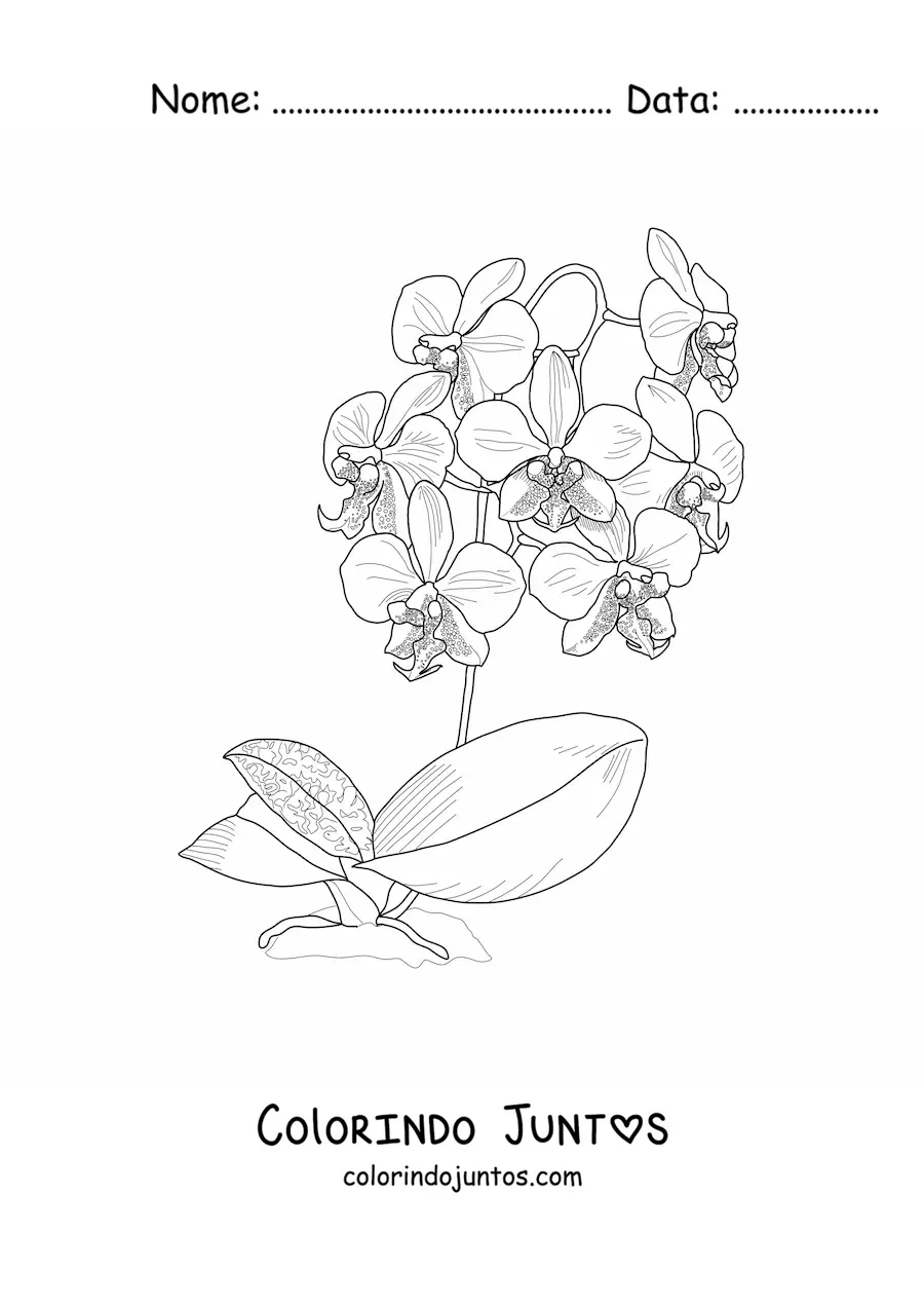 Desenho para colorir de várias orquídeas phalaenopsis com folhas