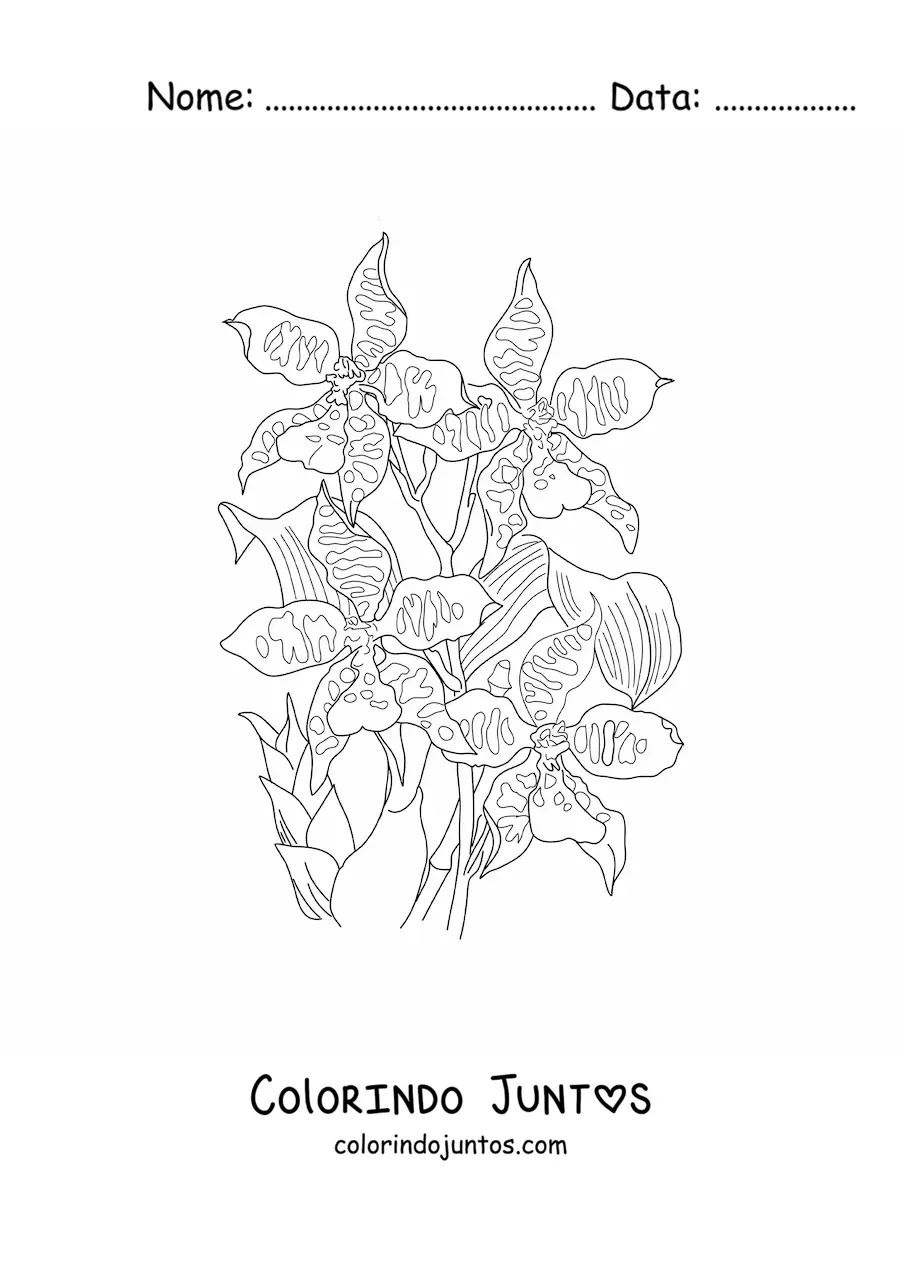 Desenho para colorir de umas orquídeas cambria