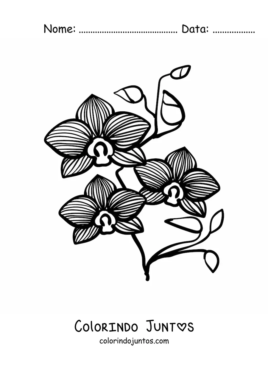 Desenho para colorir de um ramo de orquídeas phalaenopsis com folhas