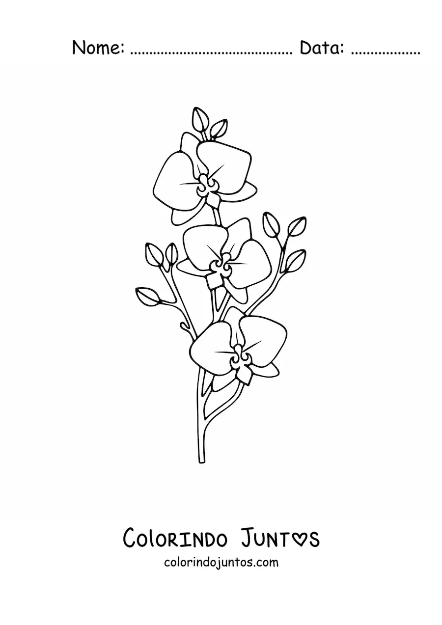 Desenho para colorir de um ramo de três orquídeas phalaenopsis