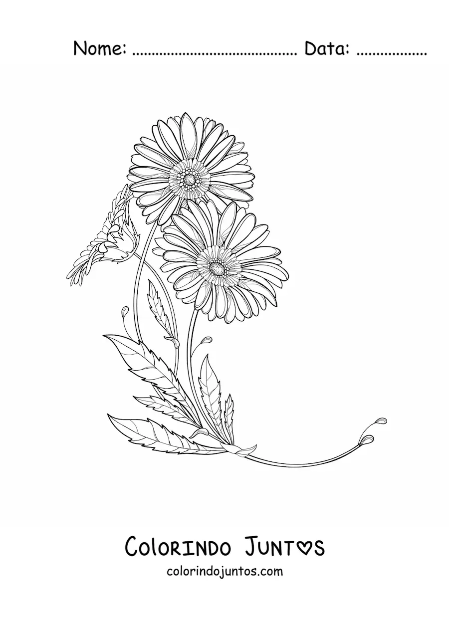 Desenho para colorir de duas margaridas com folhas