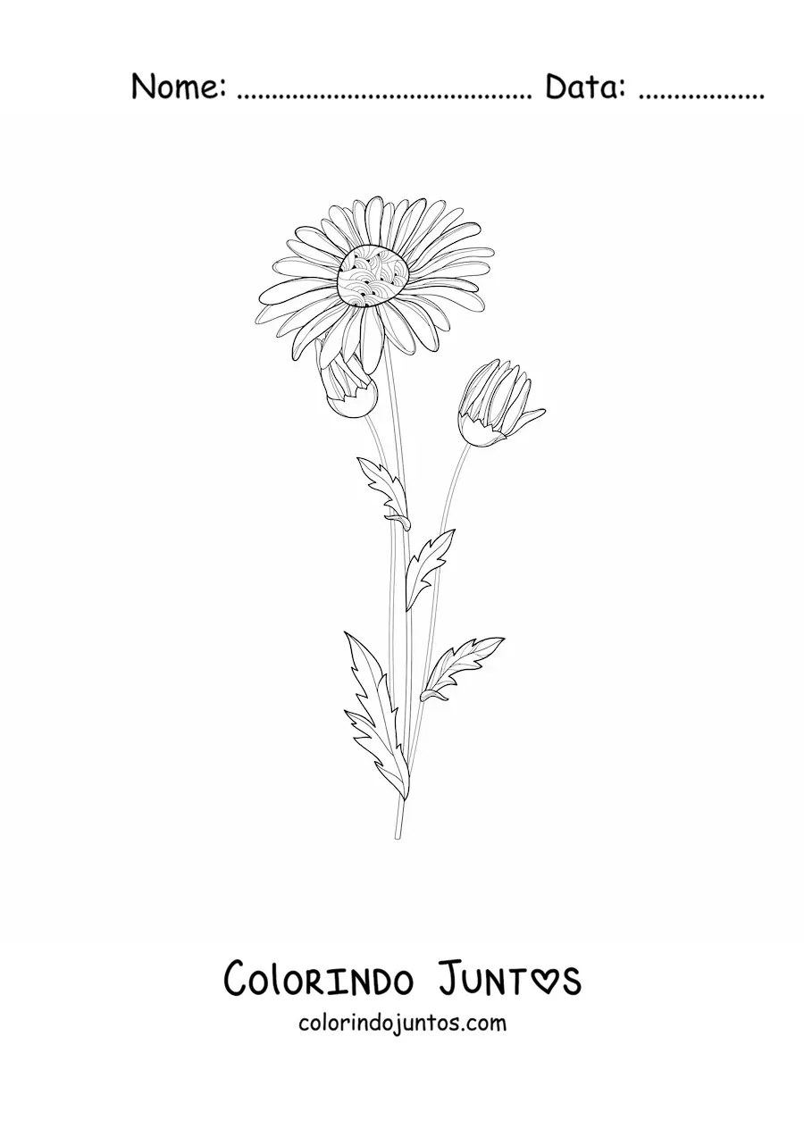 Desenho para colorir de uma margarida e seus botões
