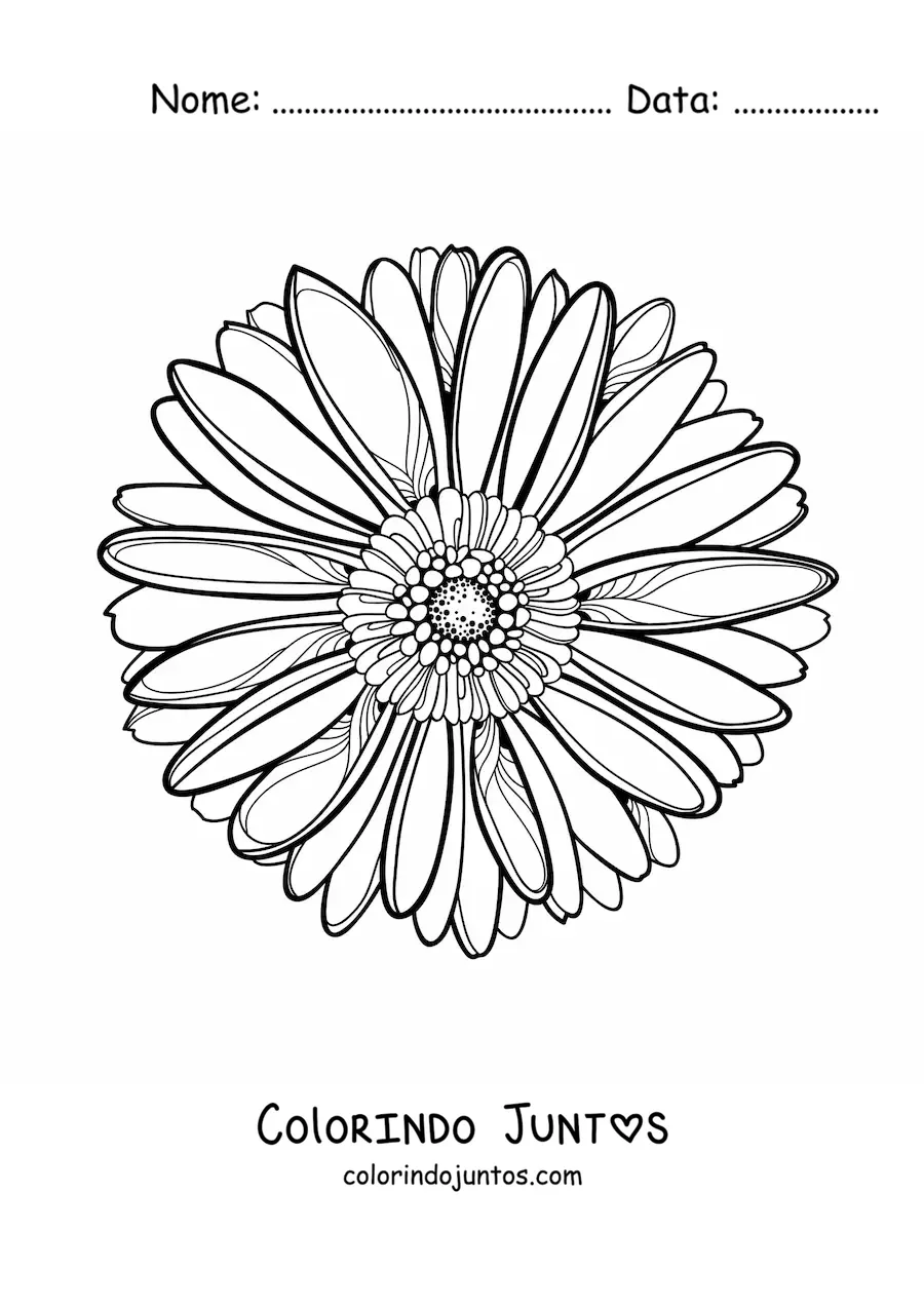 Desenho para colorir de uma margarida grande realista de frente