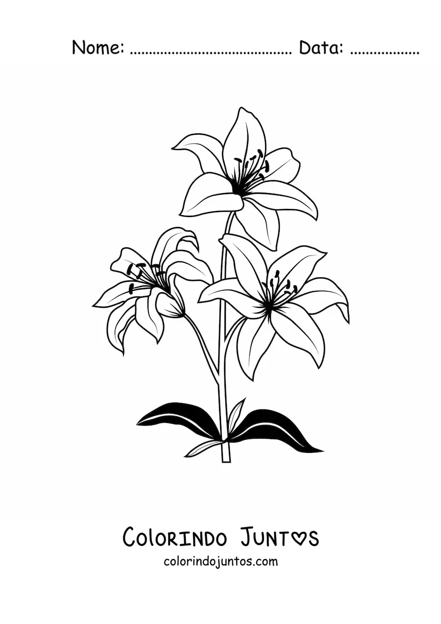 Desenho para colorir de três lírios