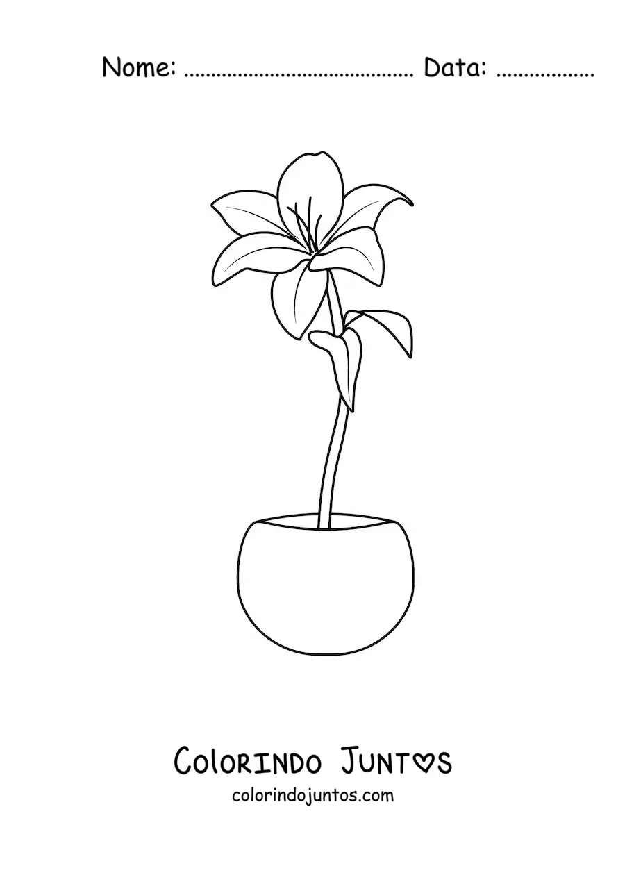 Desenho para colorir de um lírio em um vaso