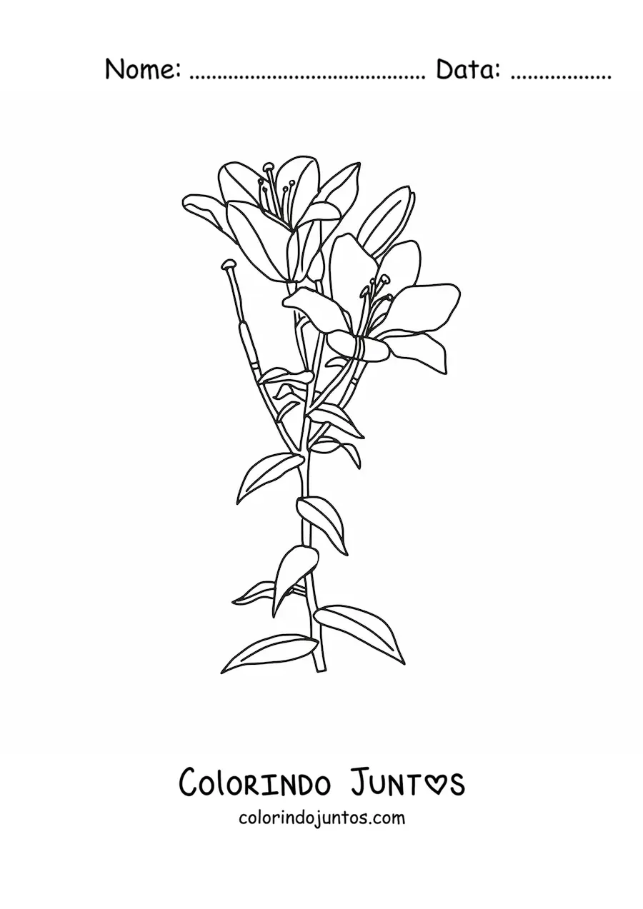 Desenho para colorir de dois lírios com folhas