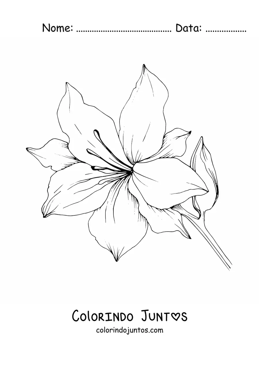 Desenho para colorir de um lírio grande com folhas
