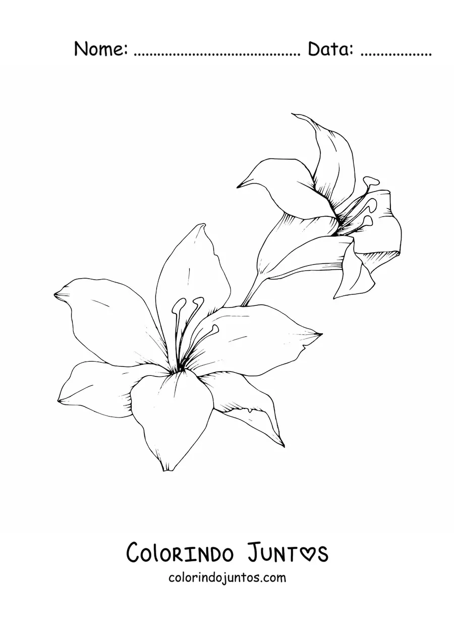 Desenho para colorir de dois lírios grandes