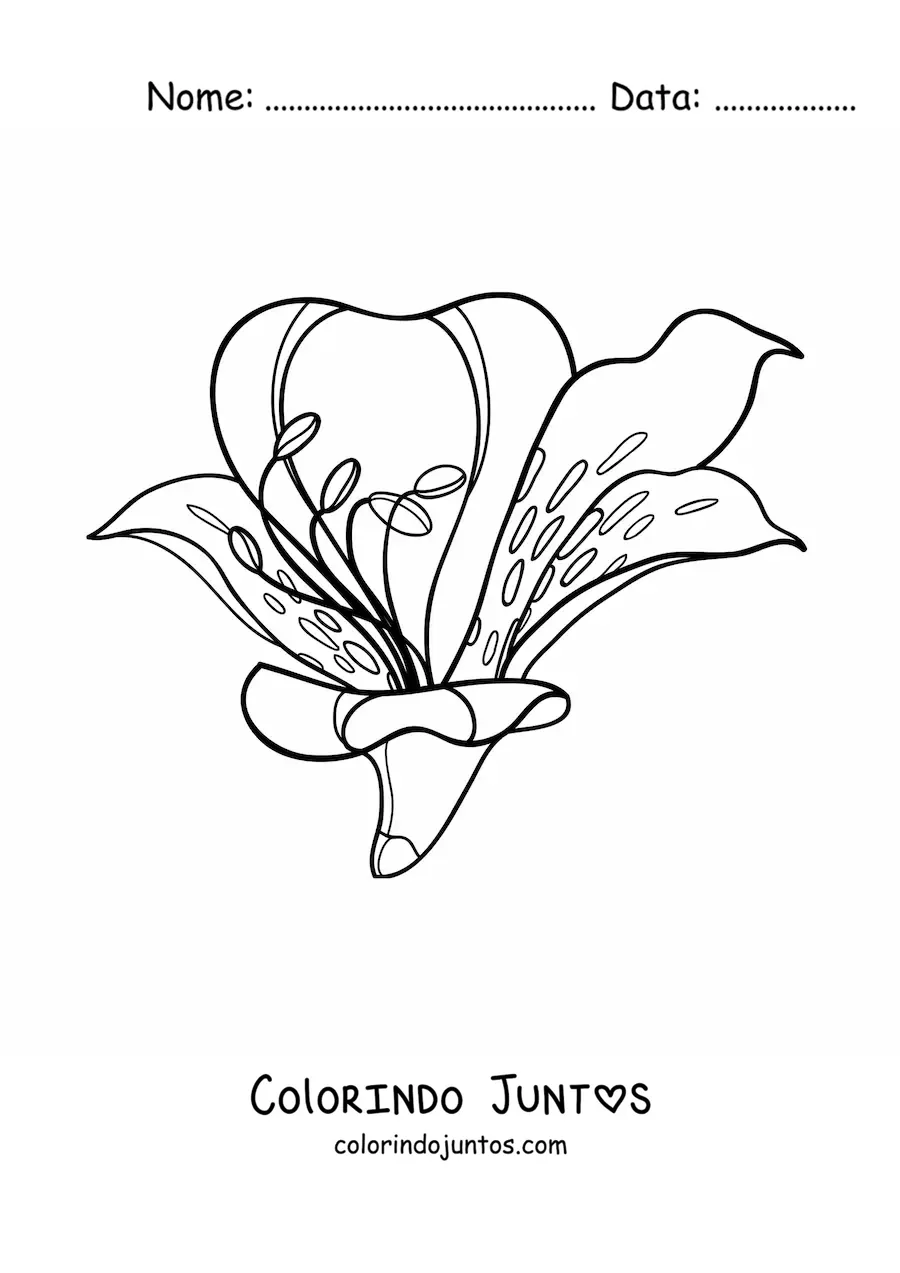 Desenho para colorir de um lírio grande