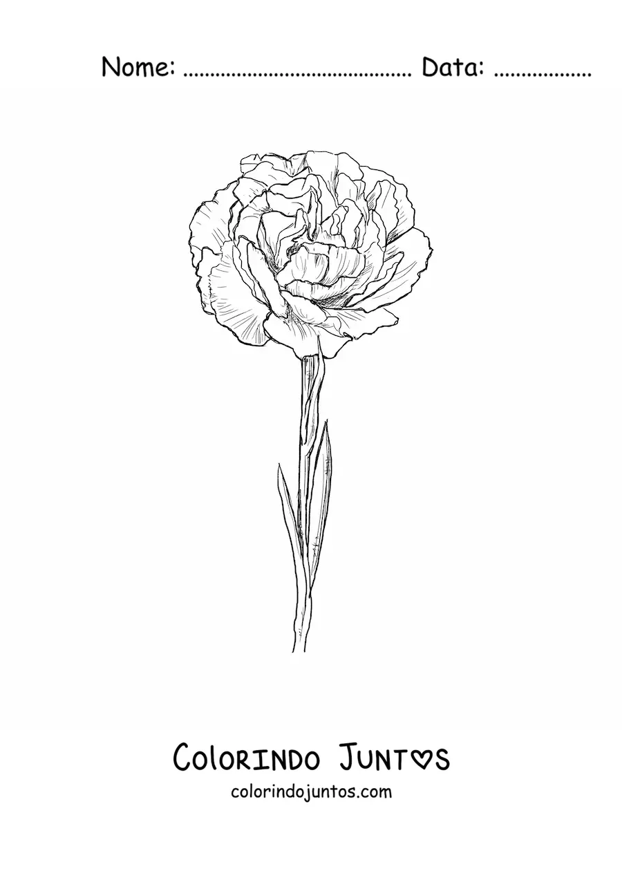 Desenho para colorir de um cravo realista