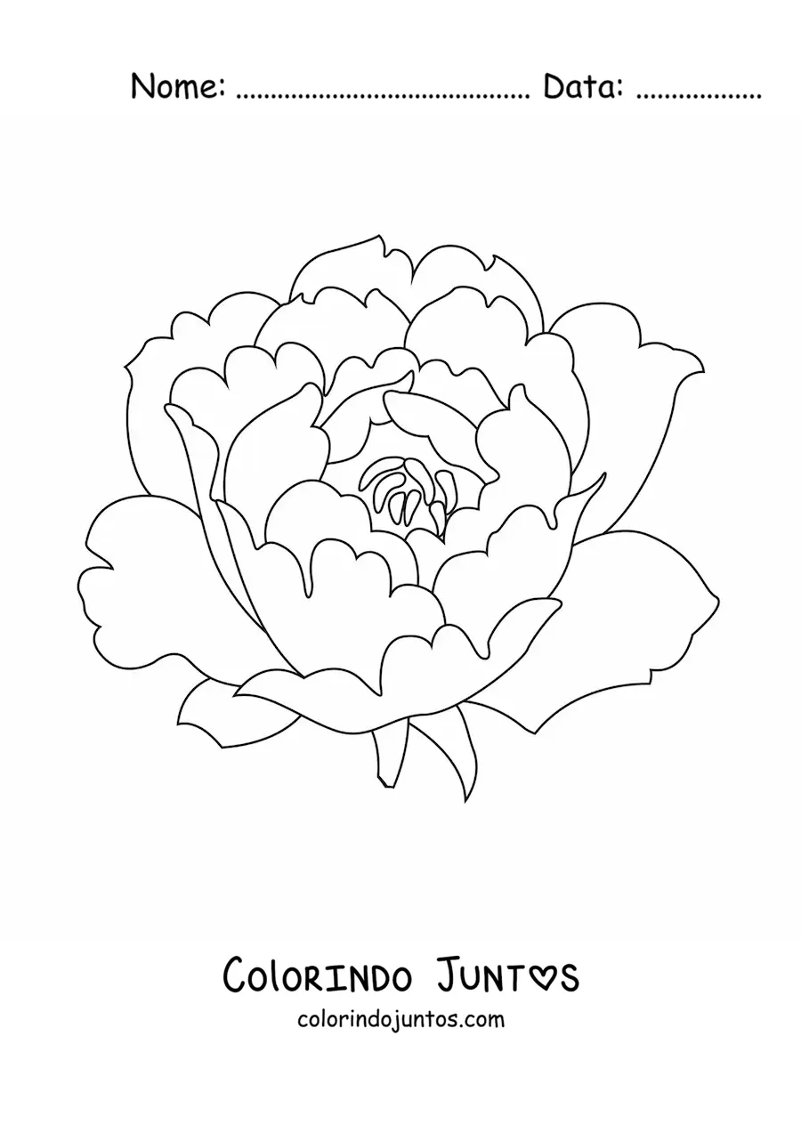 Desenho para colorir de um cravo grande