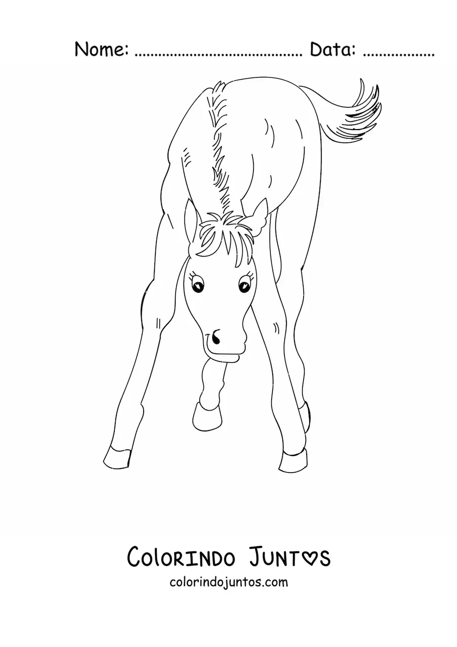 Desenho para colorir de um potro olhando para a frente