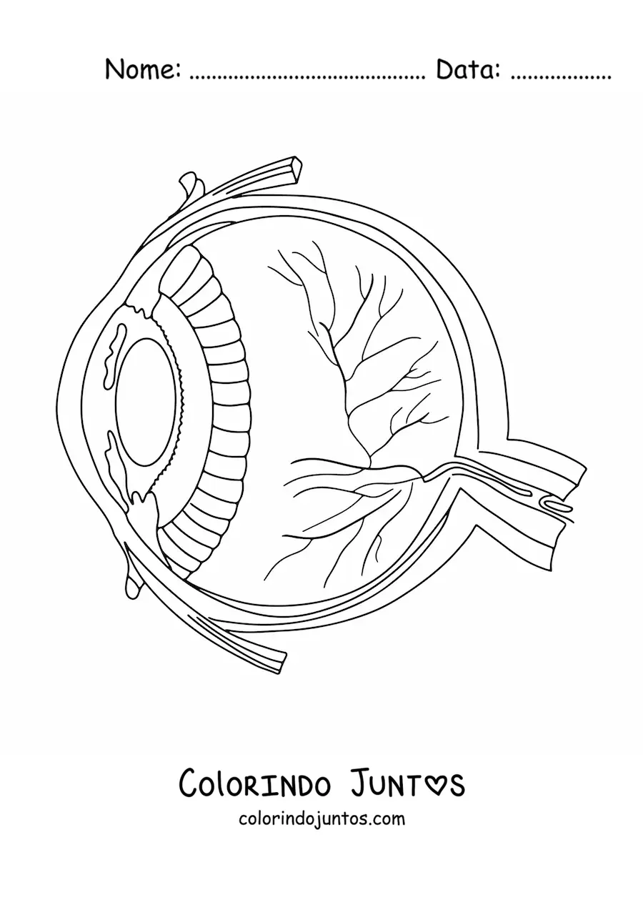 Desenho para colorir de uma seção transversal de um olho humano mostrando suas diferentes partes