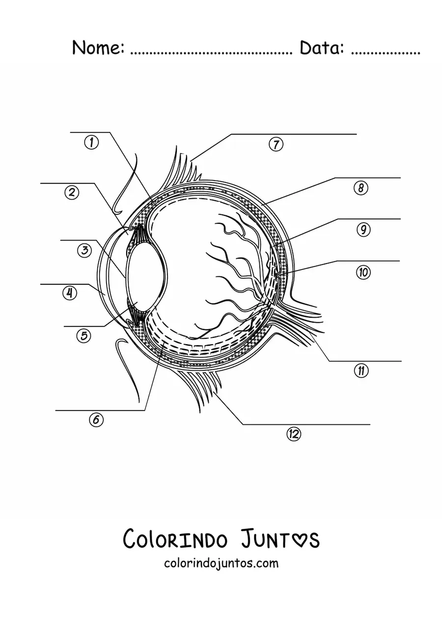 Desenho para colorir de uma seção transversal de um olho humano apontando com setas suas diferentes partes